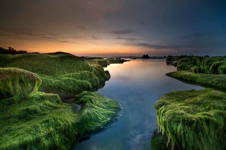 natural ocean sourced sea moss